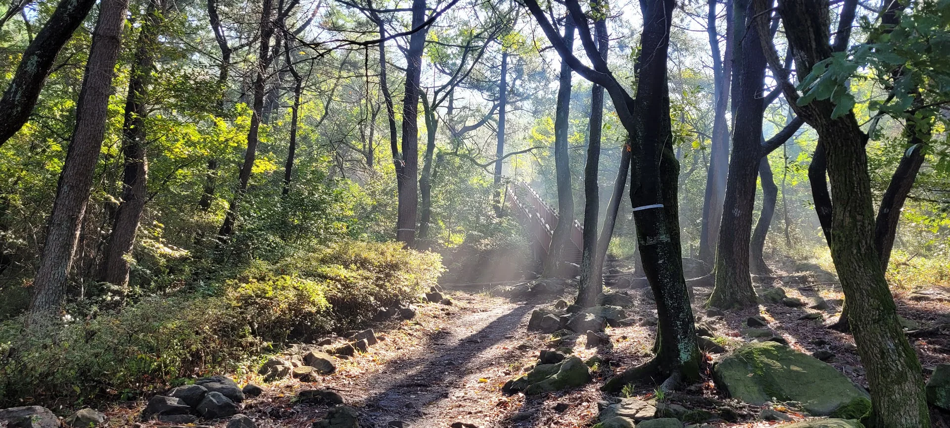 Sunbeams fall through dense woodland onto a rocky path leading toward a small bridge.